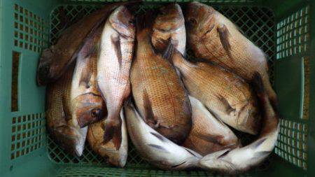 淡路じゃのひれフィッシングパーク 釣果