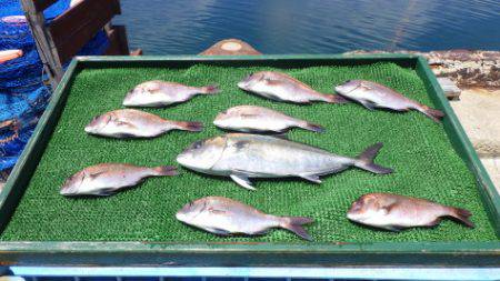 淡路じゃのひれフィッシングパーク 釣果