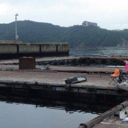 淡路じゃのひれフィッシングパーク 釣果