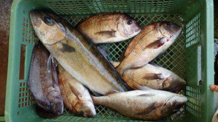 淡路じゃのひれフィッシングパーク 釣果