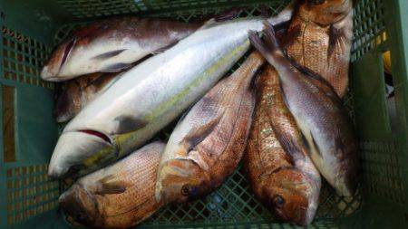 淡路じゃのひれフィッシングパーク 釣果