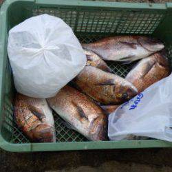 淡路じゃのひれフィッシングパーク 釣果