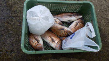 淡路じゃのひれフィッシングパーク 釣果