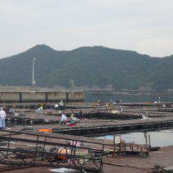 淡路じゃのひれフィッシングパーク 釣果