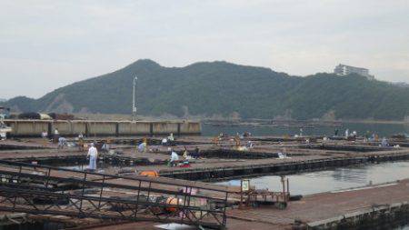 淡路じゃのひれフィッシングパーク 釣果