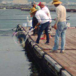 淡路じゃのひれフィッシングパーク 釣果