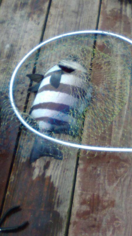 淡路じゃのひれフィッシングパーク 釣果