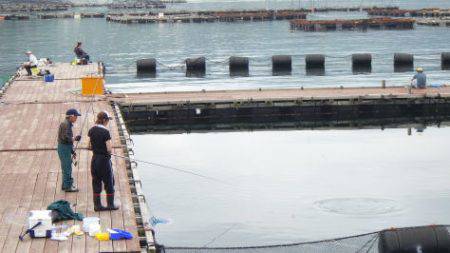 淡路じゃのひれフィッシングパーク 釣果