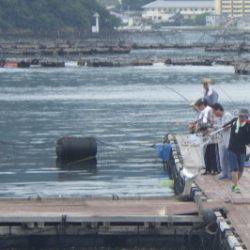 淡路じゃのひれフィッシングパーク 釣果