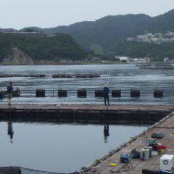 淡路じゃのひれフィッシングパーク 釣果