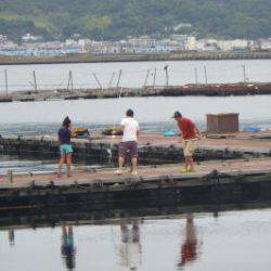 淡路じゃのひれフィッシングパーク 釣果