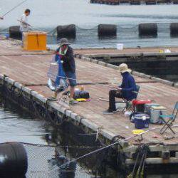 淡路じゃのひれフィッシングパーク 釣果