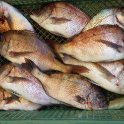 淡路じゃのひれフィッシングパーク 釣果