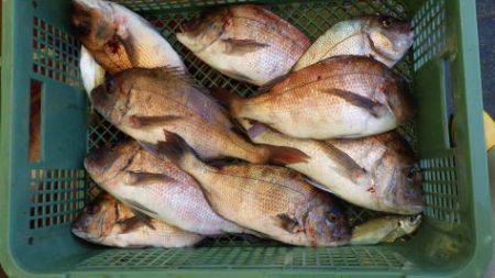 淡路じゃのひれフィッシングパーク 釣果