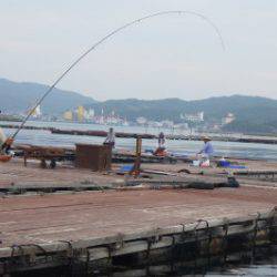 淡路じゃのひれフィッシングパーク 釣果