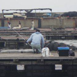 淡路じゃのひれフィッシングパーク 釣果