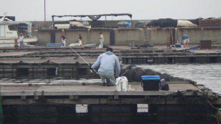 淡路じゃのひれフィッシングパーク 釣果
