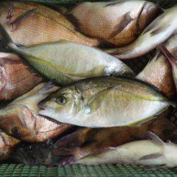 淡路じゃのひれフィッシングパーク 釣果