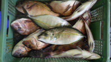 淡路じゃのひれフィッシングパーク 釣果