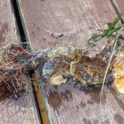 淡路じゃのひれフィッシングパーク 釣果