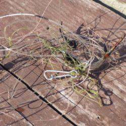 淡路じゃのひれフィッシングパーク 釣果