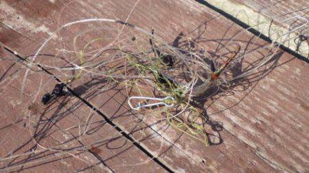 淡路じゃのひれフィッシングパーク 釣果