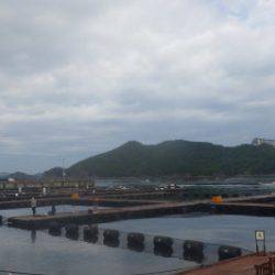 淡路じゃのひれフィッシングパーク 釣果