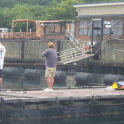 淡路じゃのひれフィッシングパーク 釣果