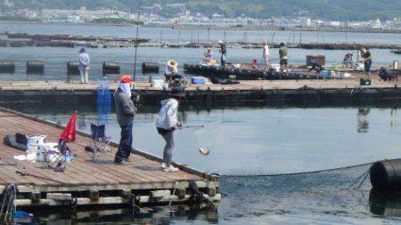 淡路じゃのひれフィッシングパーク 釣果