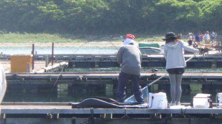 淡路じゃのひれフィッシングパーク 釣果