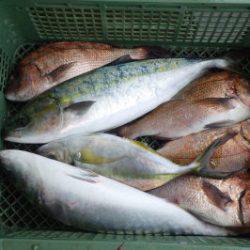 淡路じゃのひれフィッシングパーク 釣果