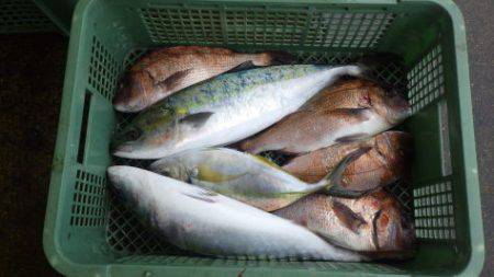 淡路じゃのひれフィッシングパーク 釣果