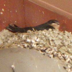 淡路じゃのひれフィッシングパーク 釣果