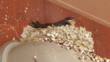 淡路じゃのひれフィッシングパーク 釣果