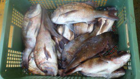 淡路じゃのひれフィッシングパーク 釣果