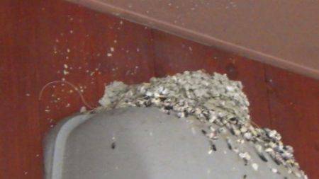 淡路じゃのひれフィッシングパーク 釣果