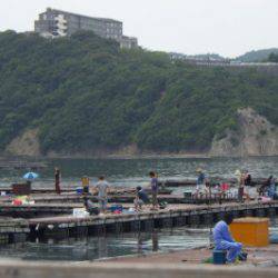 淡路じゃのひれフィッシングパーク 釣果