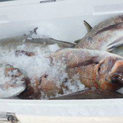 淡路じゃのひれフィッシングパーク 釣果