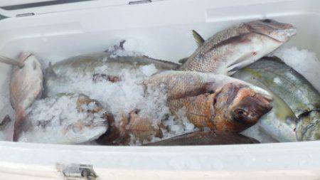 淡路じゃのひれフィッシングパーク 釣果