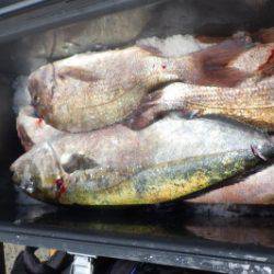 淡路じゃのひれフィッシングパーク 釣果