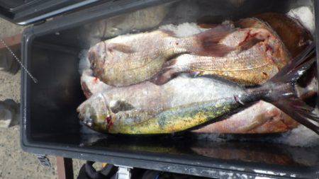 淡路じゃのひれフィッシングパーク 釣果