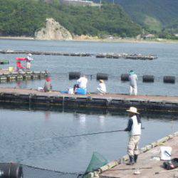 淡路じゃのひれフィッシングパーク 釣果