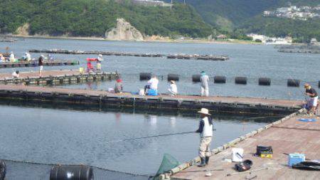 淡路じゃのひれフィッシングパーク 釣果