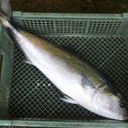 淡路じゃのひれフィッシングパーク 釣果