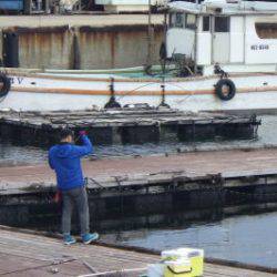 淡路じゃのひれフィッシングパーク 釣果