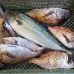 淡路じゃのひれフィッシングパーク 釣果