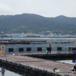 淡路じゃのひれフィッシングパーク 釣果