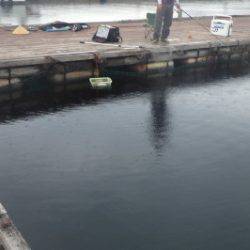 淡路じゃのひれフィッシングパーク 釣果