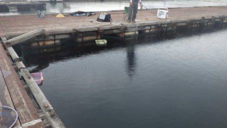 淡路じゃのひれフィッシングパーク 釣果