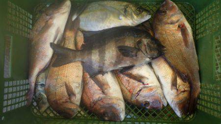 淡路じゃのひれフィッシングパーク 釣果